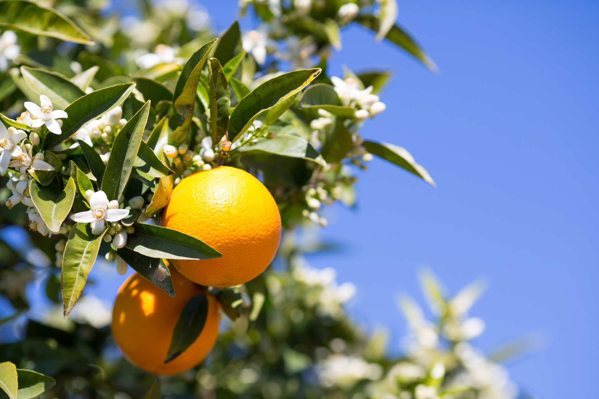 Valencia orange