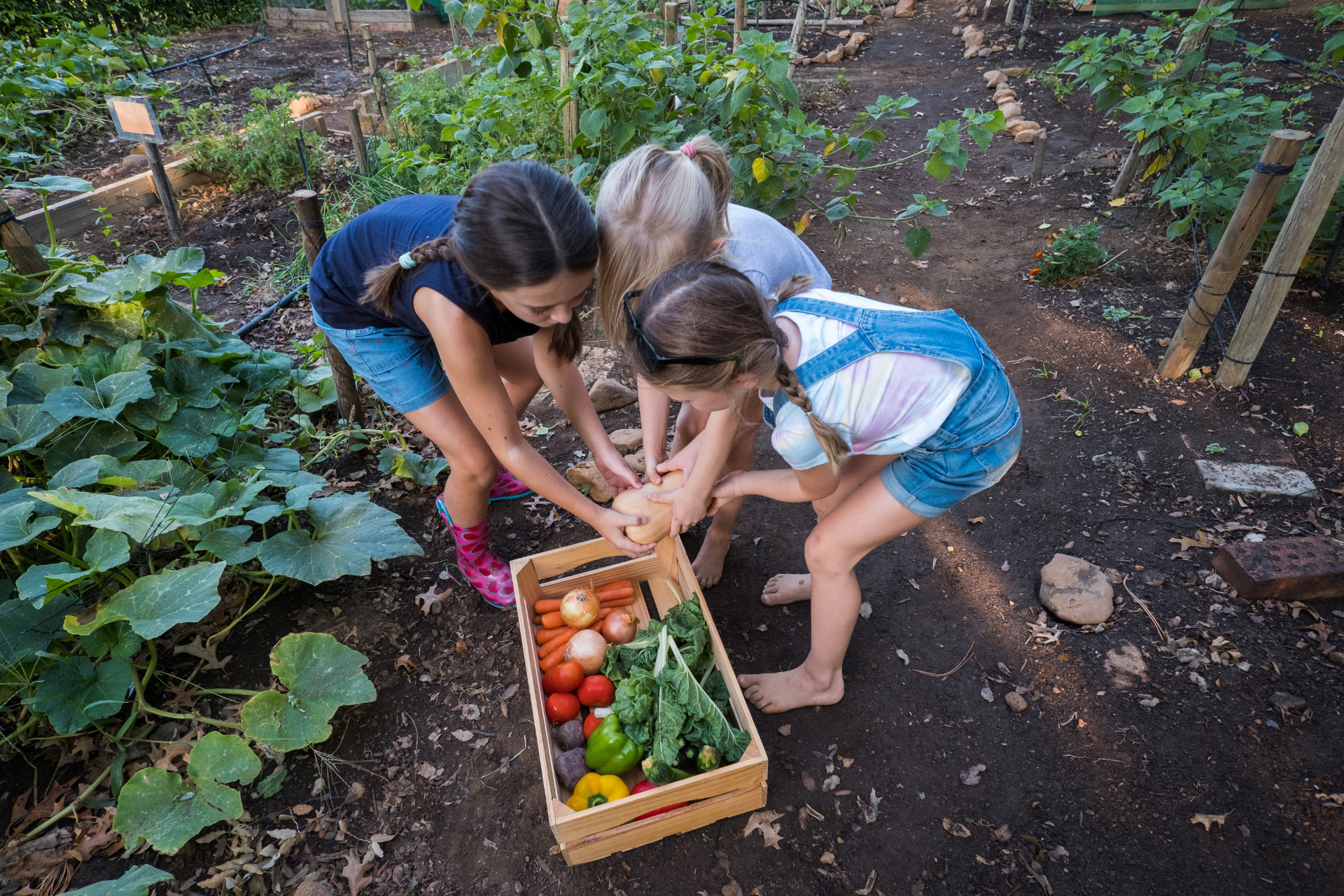 Vegetable Garden for Beginners