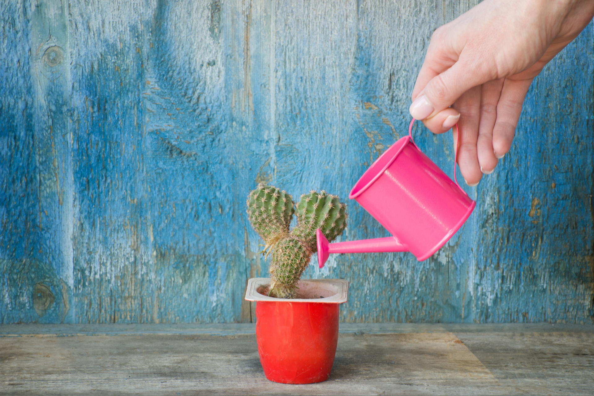 Watering succulent