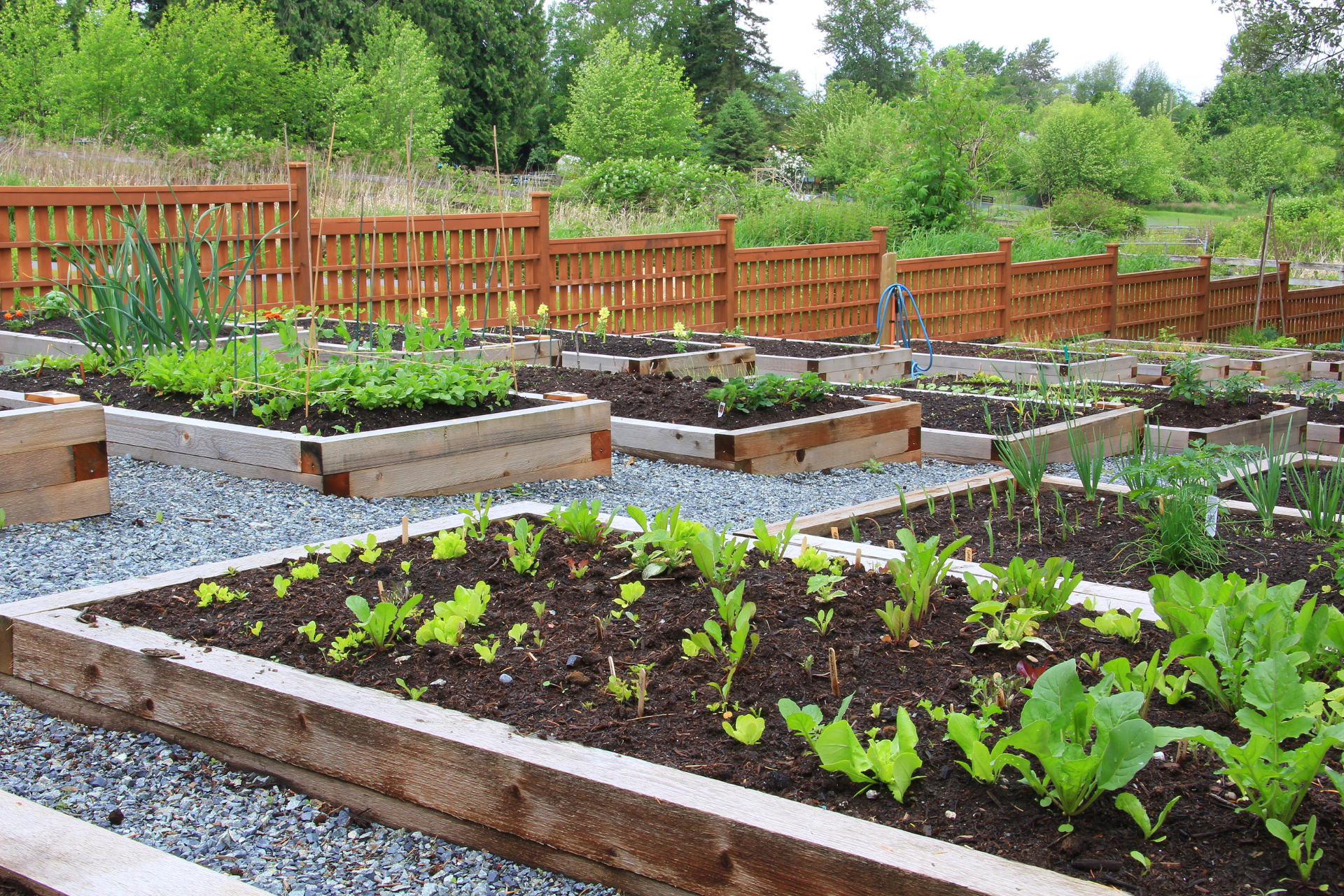 What You Need to Know Before Starting a Vegetable Garden