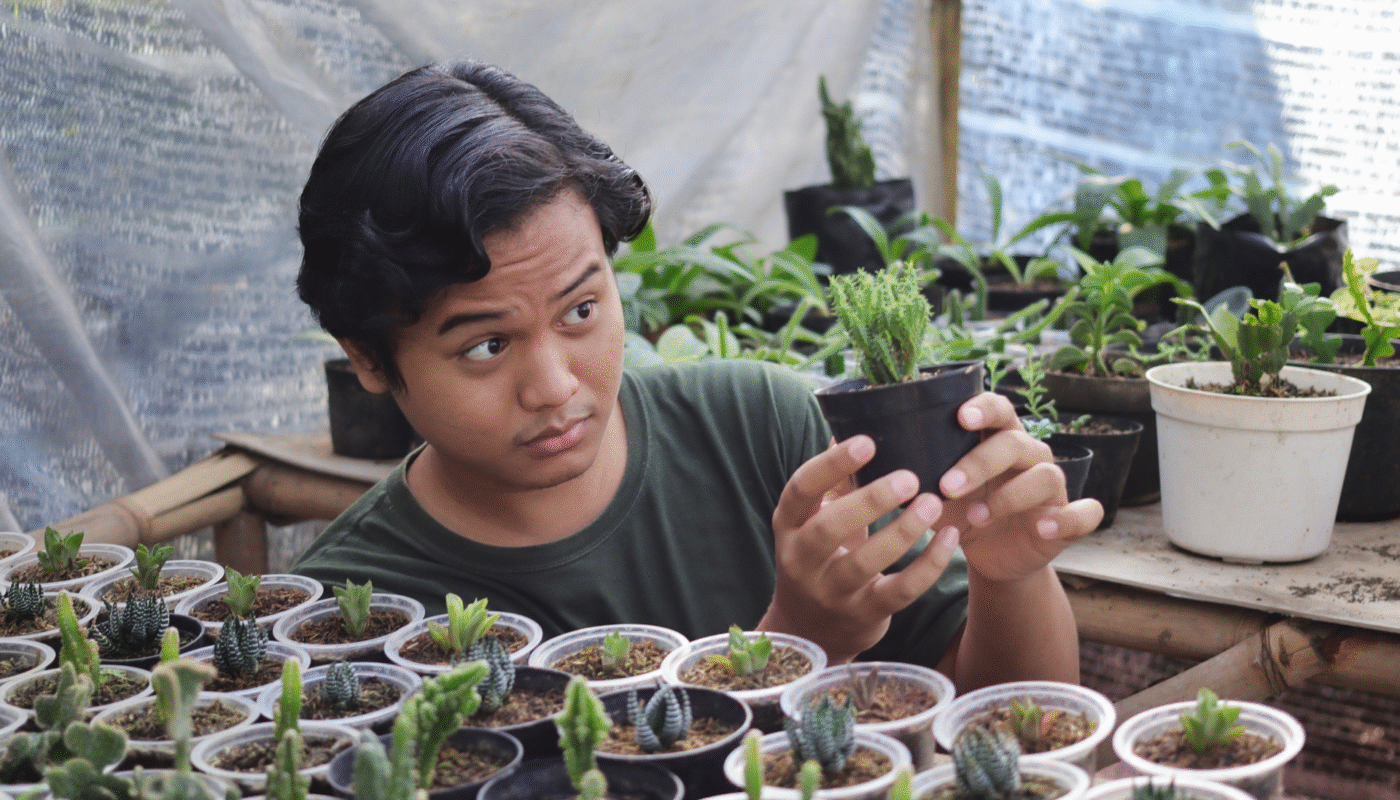 how to care for succulents