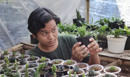 how to care for succulents