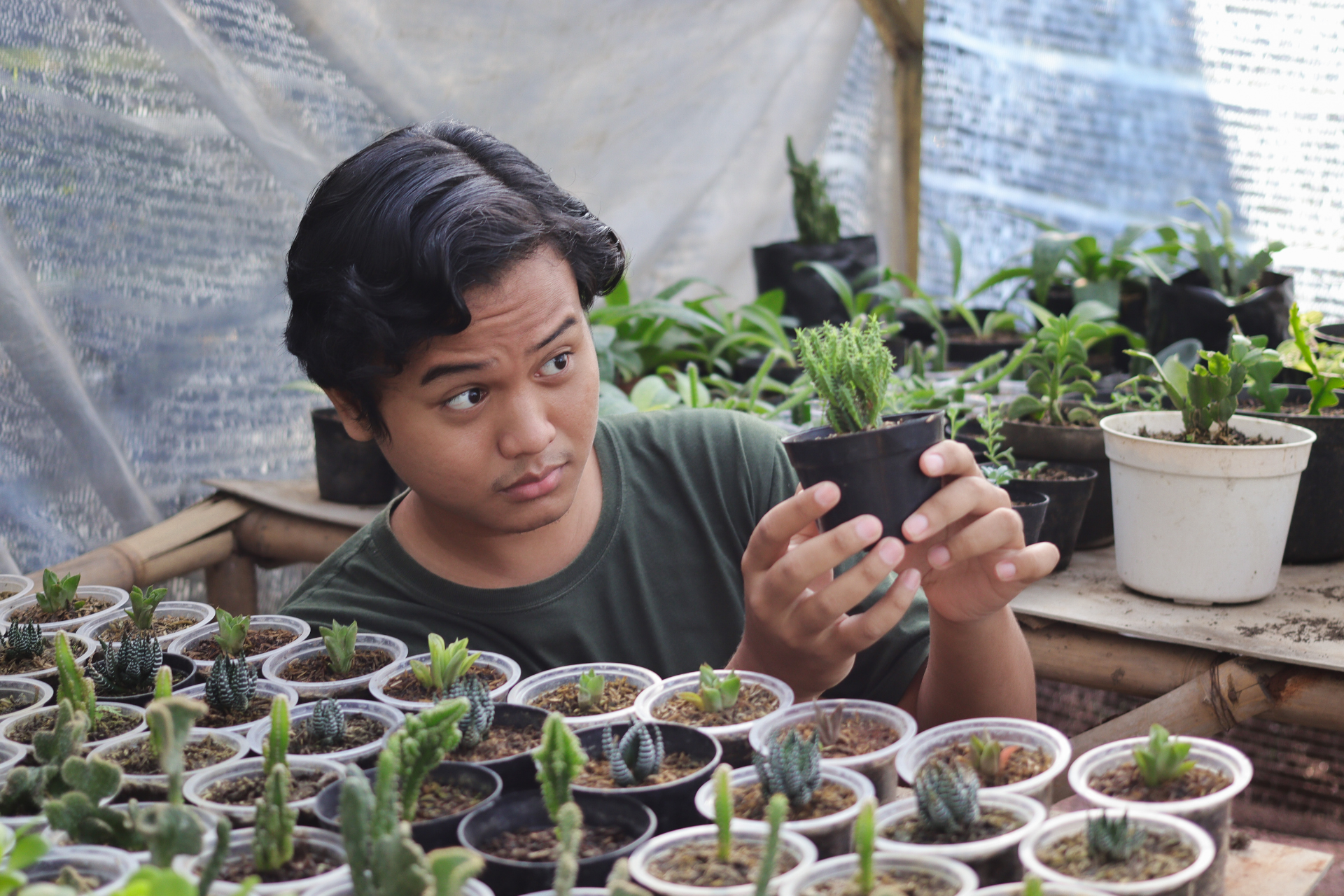 how to care for succulents