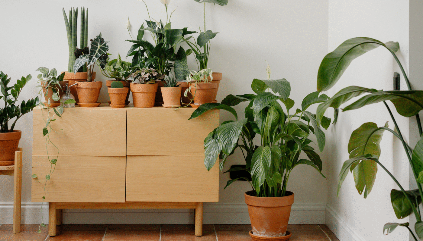 how to keep indoor plants alive