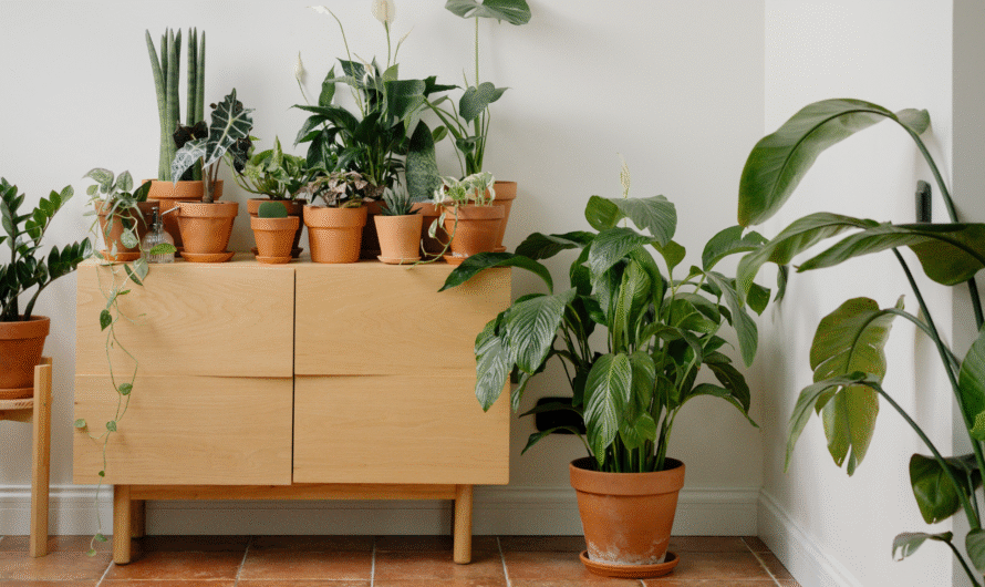 How to Keep Indoor Plants Alive