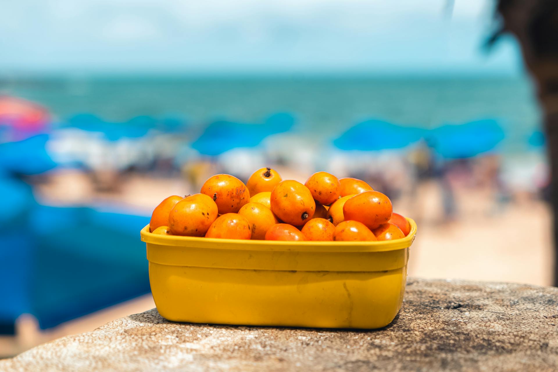 Loquat