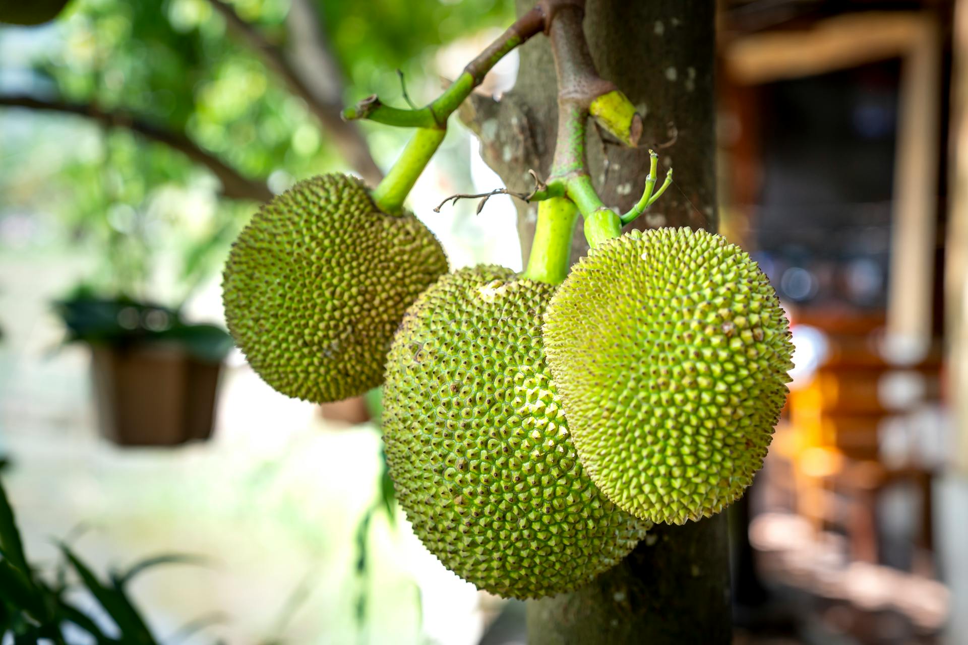 Breadfruit