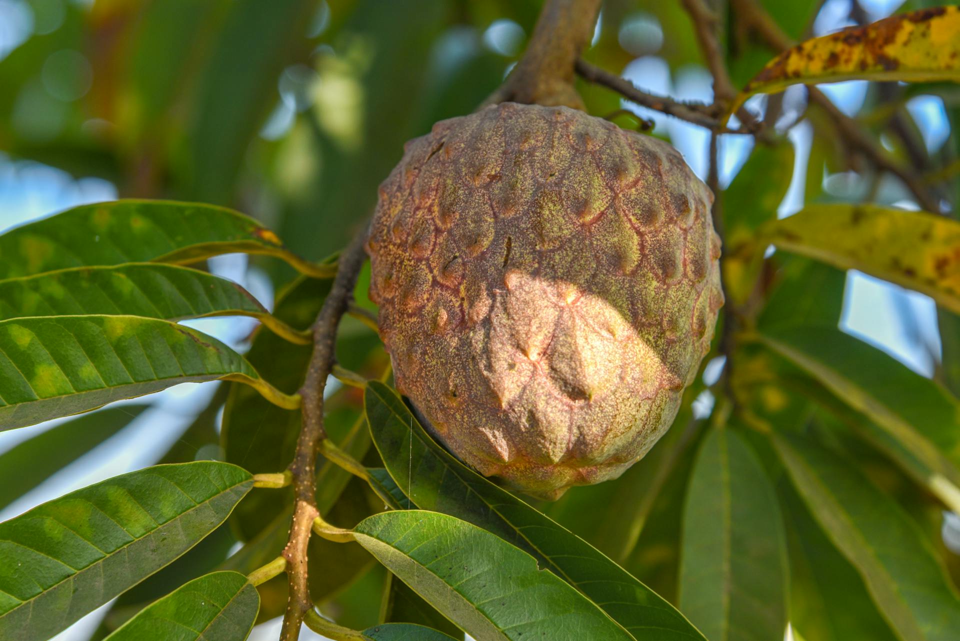 Custard Apple