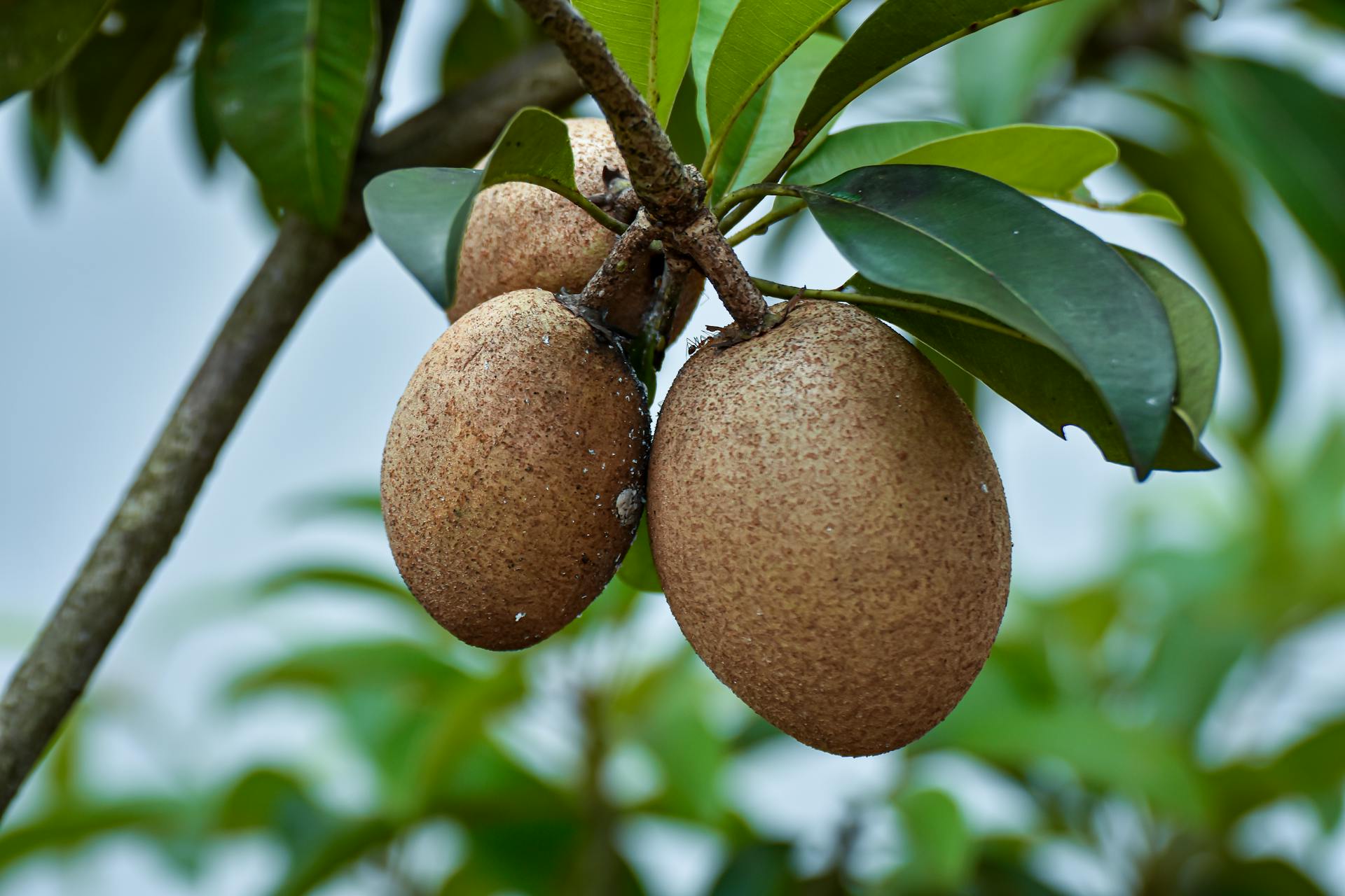 sapodilla fruit