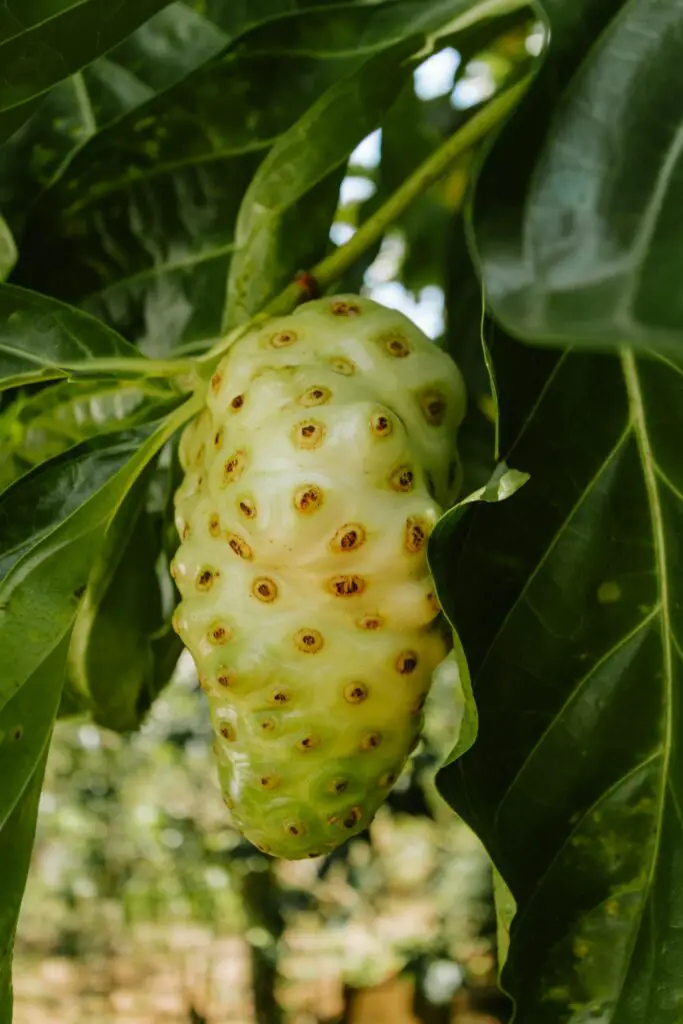 Noni