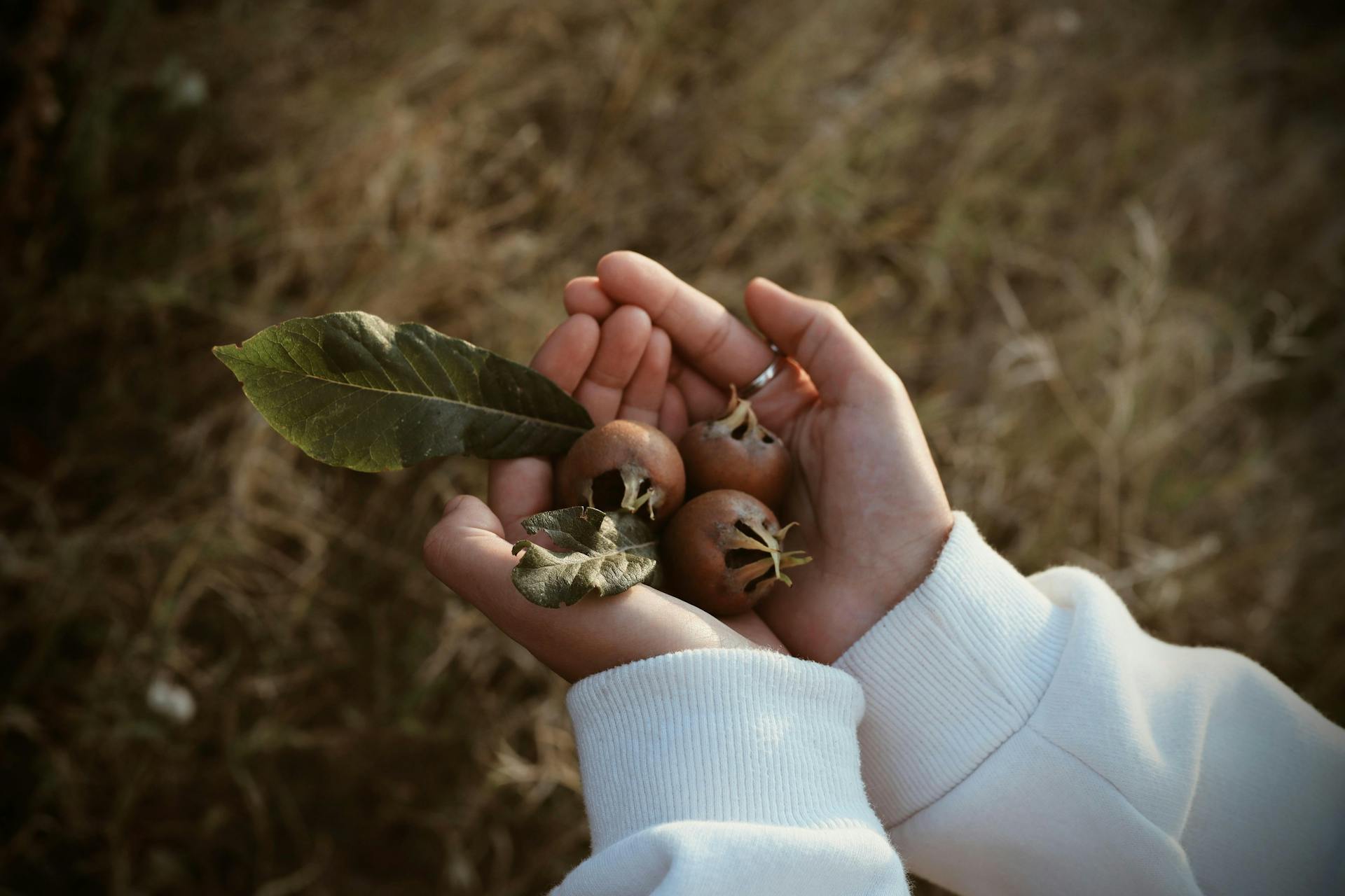 Medlar Fruit
