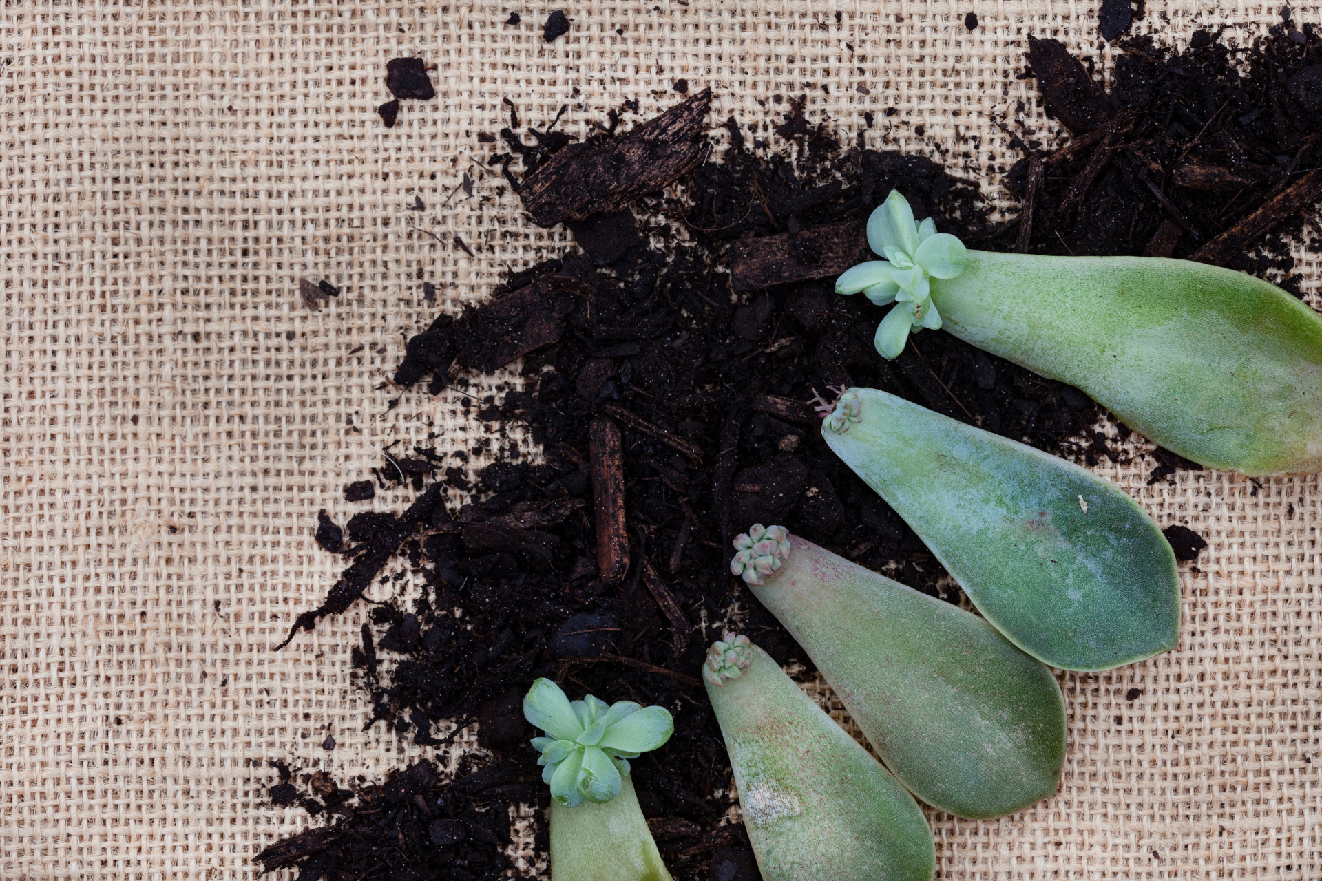 succulent plant care