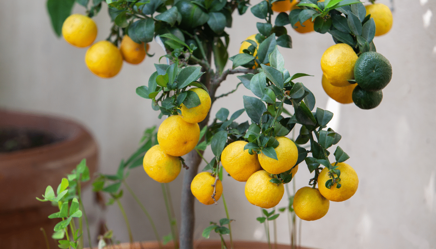 10 Fast-Growing Fruit Trees You Can Grow in Pots and Containers According to Agronomists