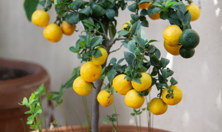 10 Fast-Growing Fruit Trees You Can Grow in Pots and Containers According to Agronomists