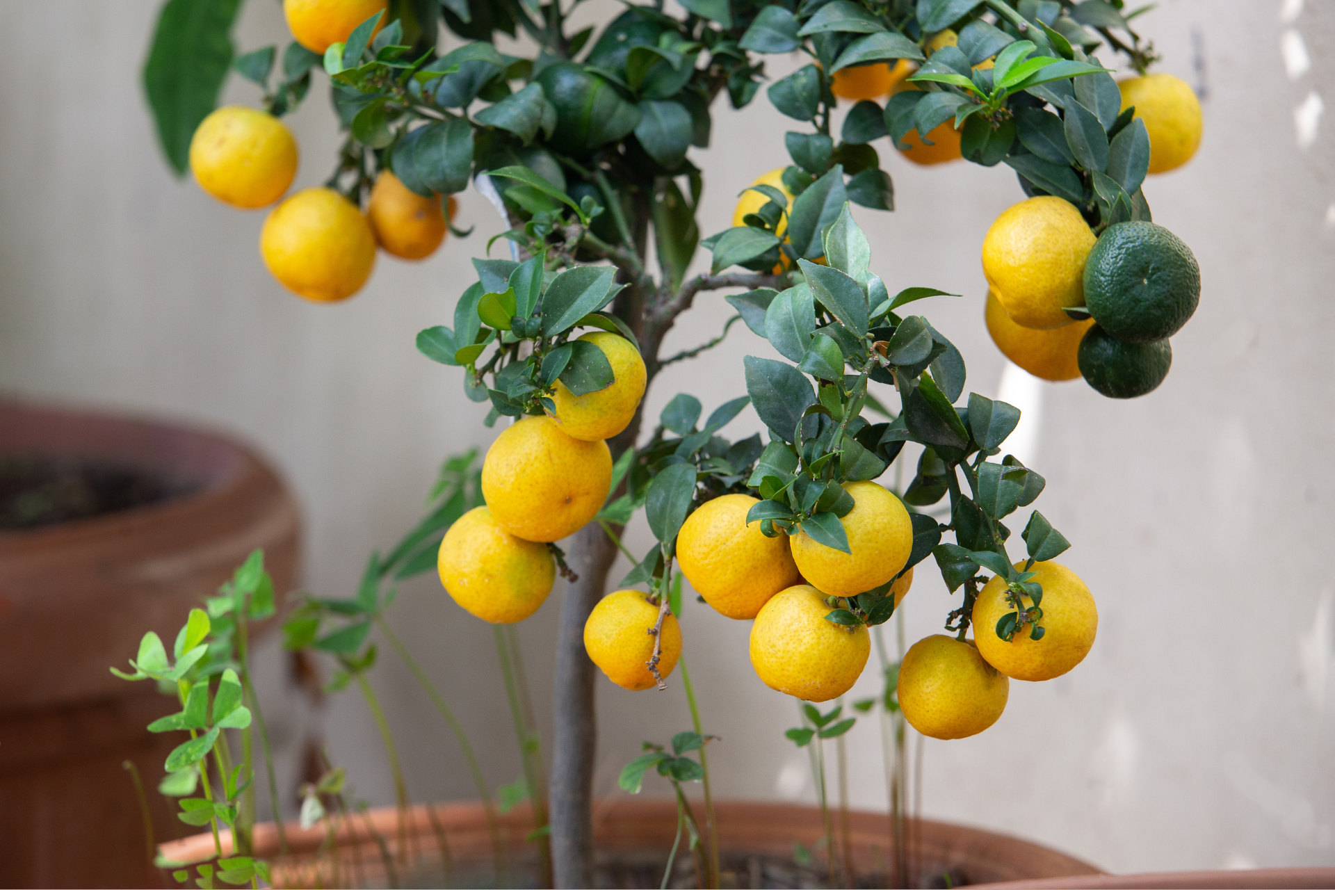 10 Fast-Growing Fruit Trees You Can Grow in Pots and Containers According to Agronomists