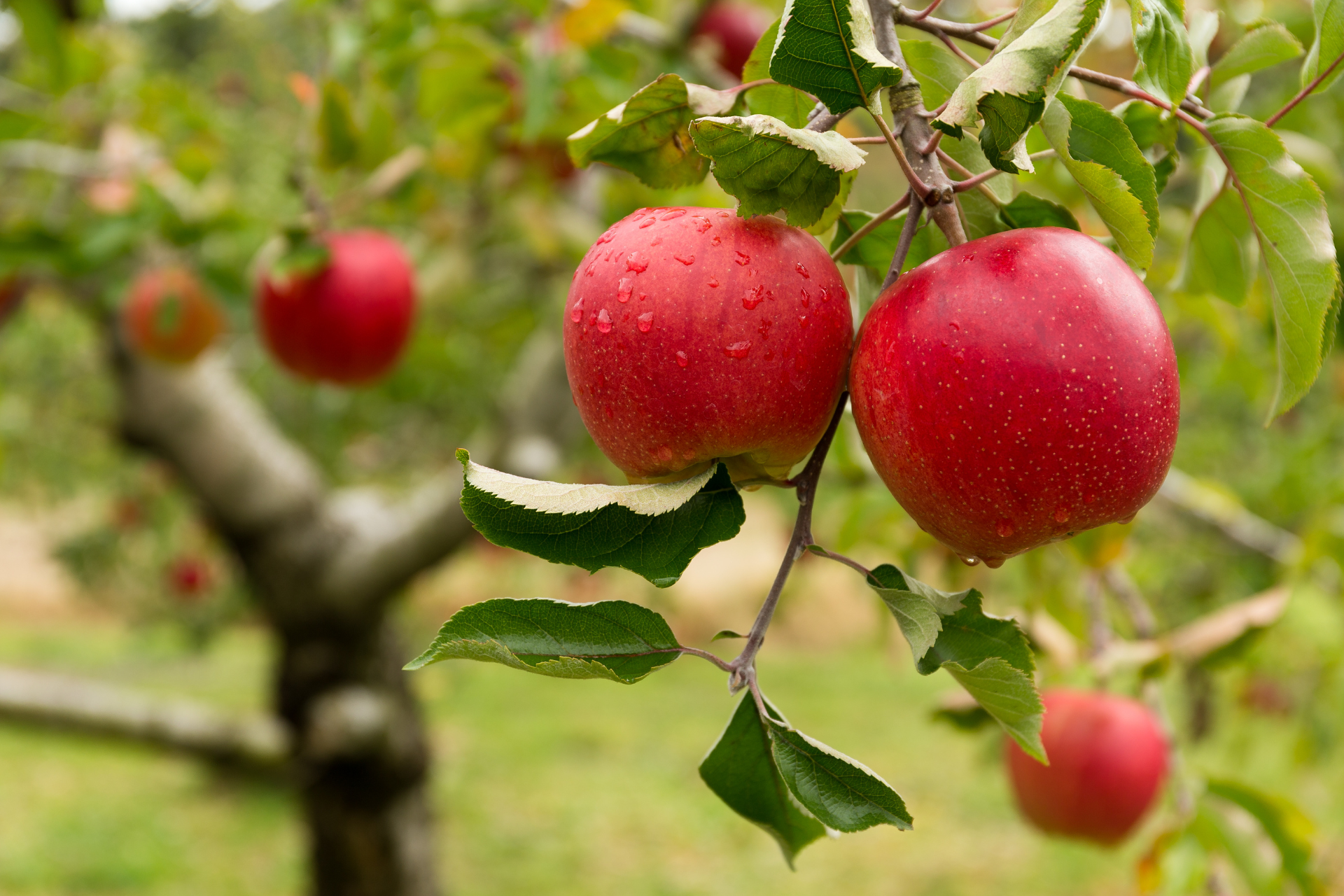 Malus domestica