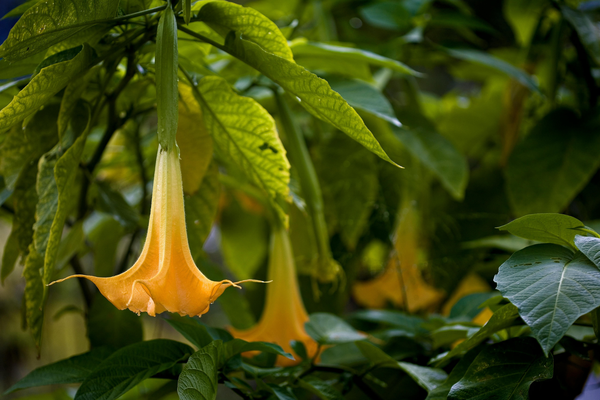 Angel's Trumpet