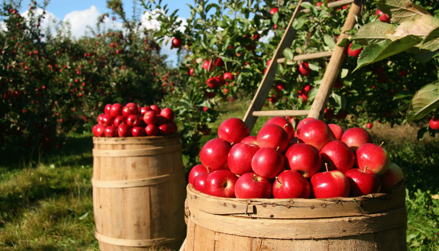 Apple Tree