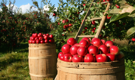 Apple Tree