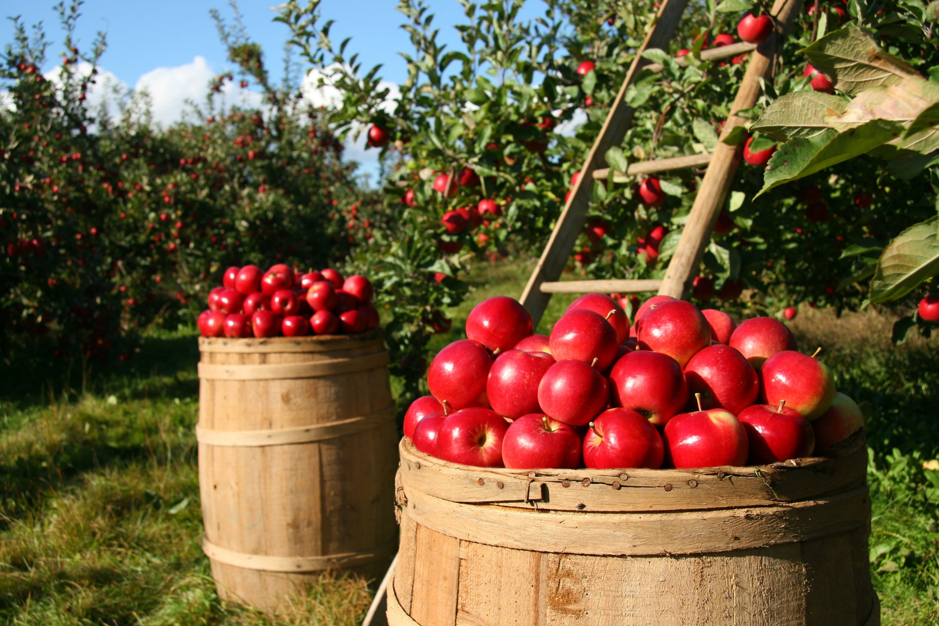 Apple Tree