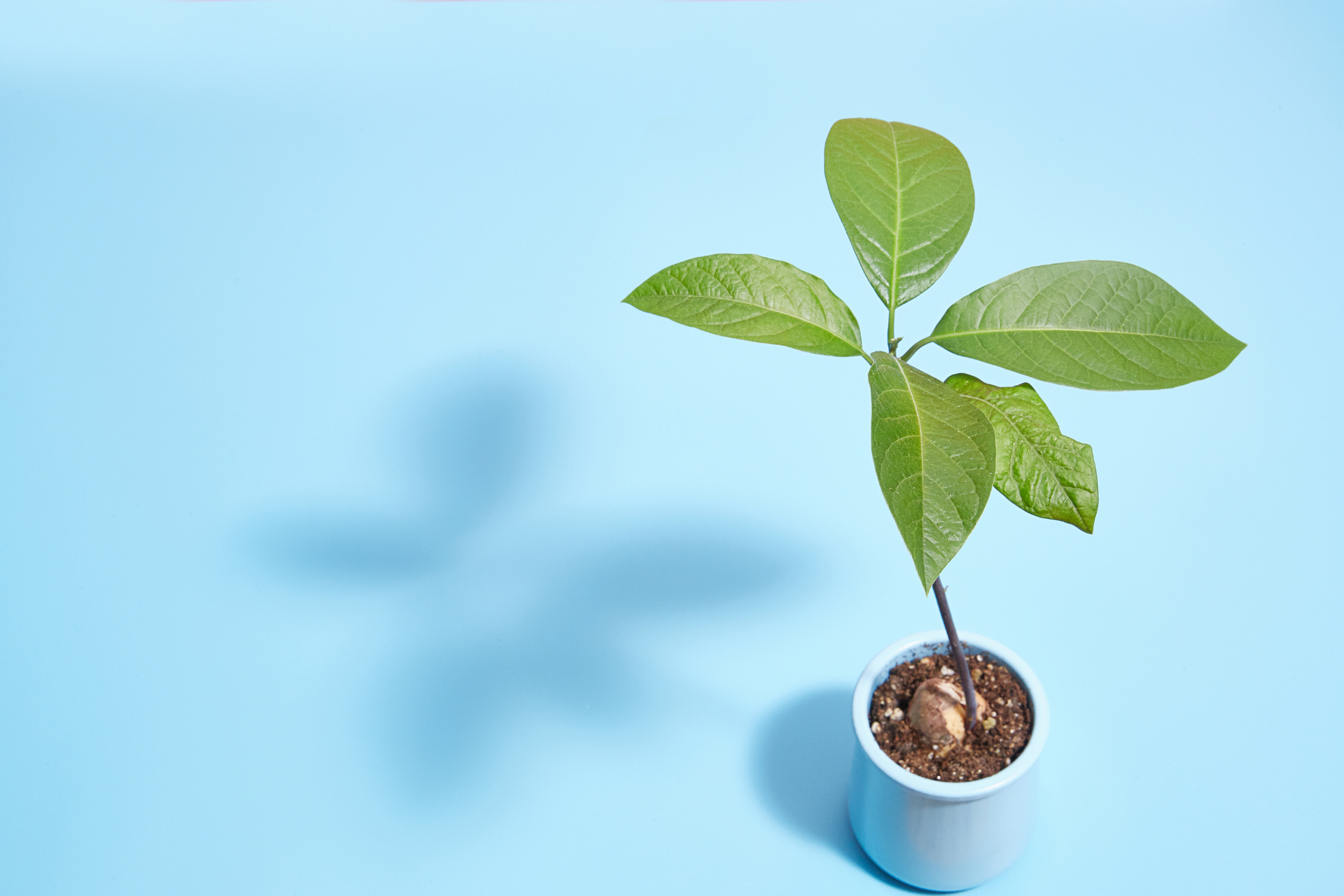 Avocado Tree in Pot