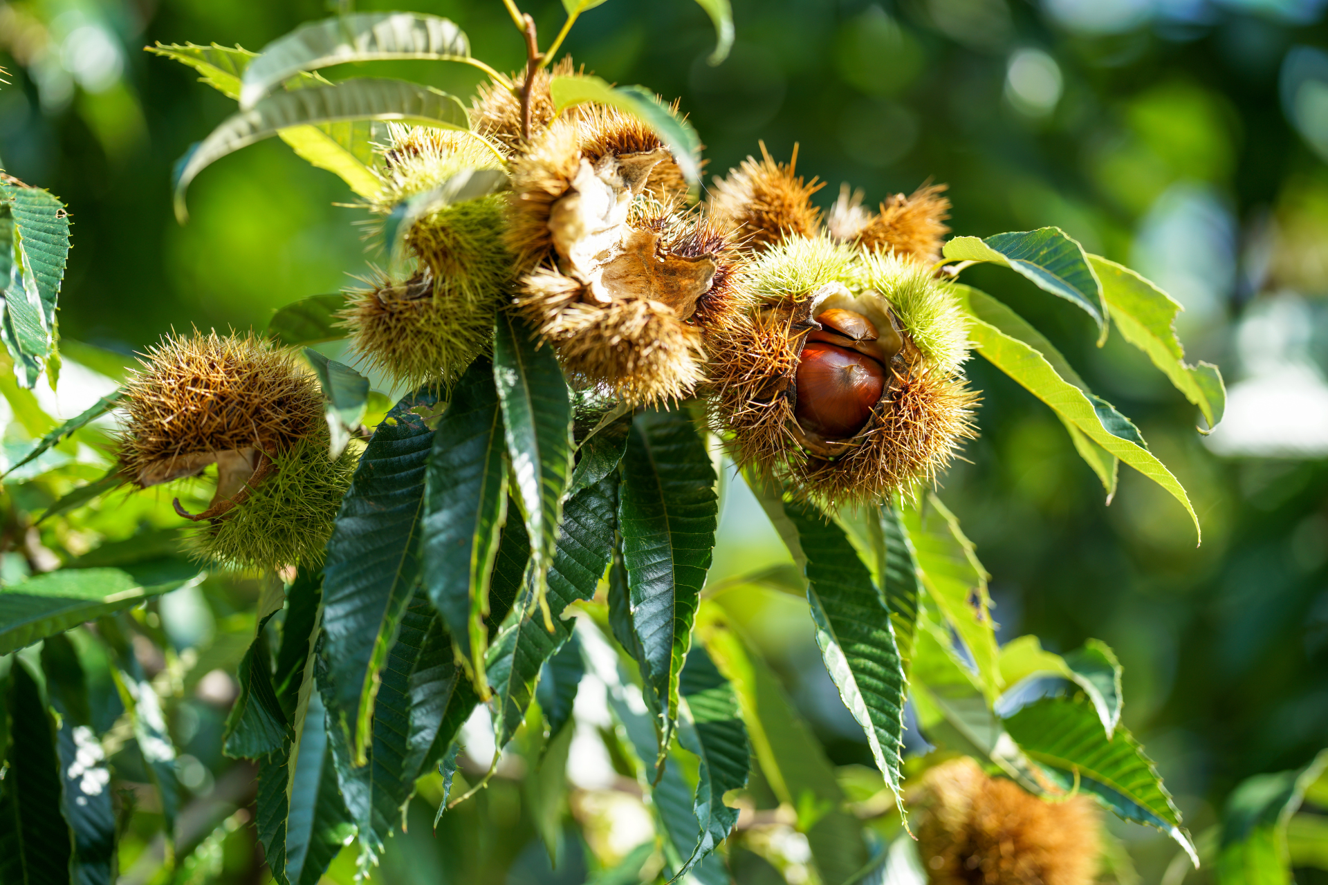 Chestnut Tree