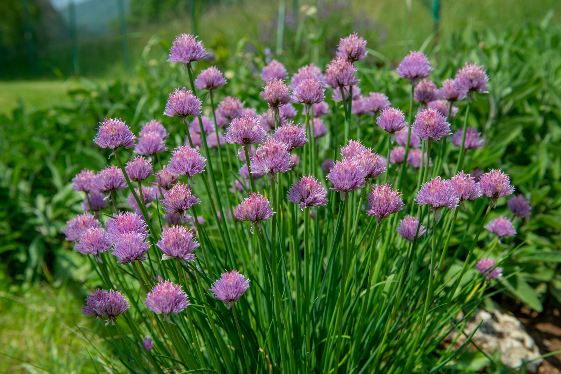 Chives