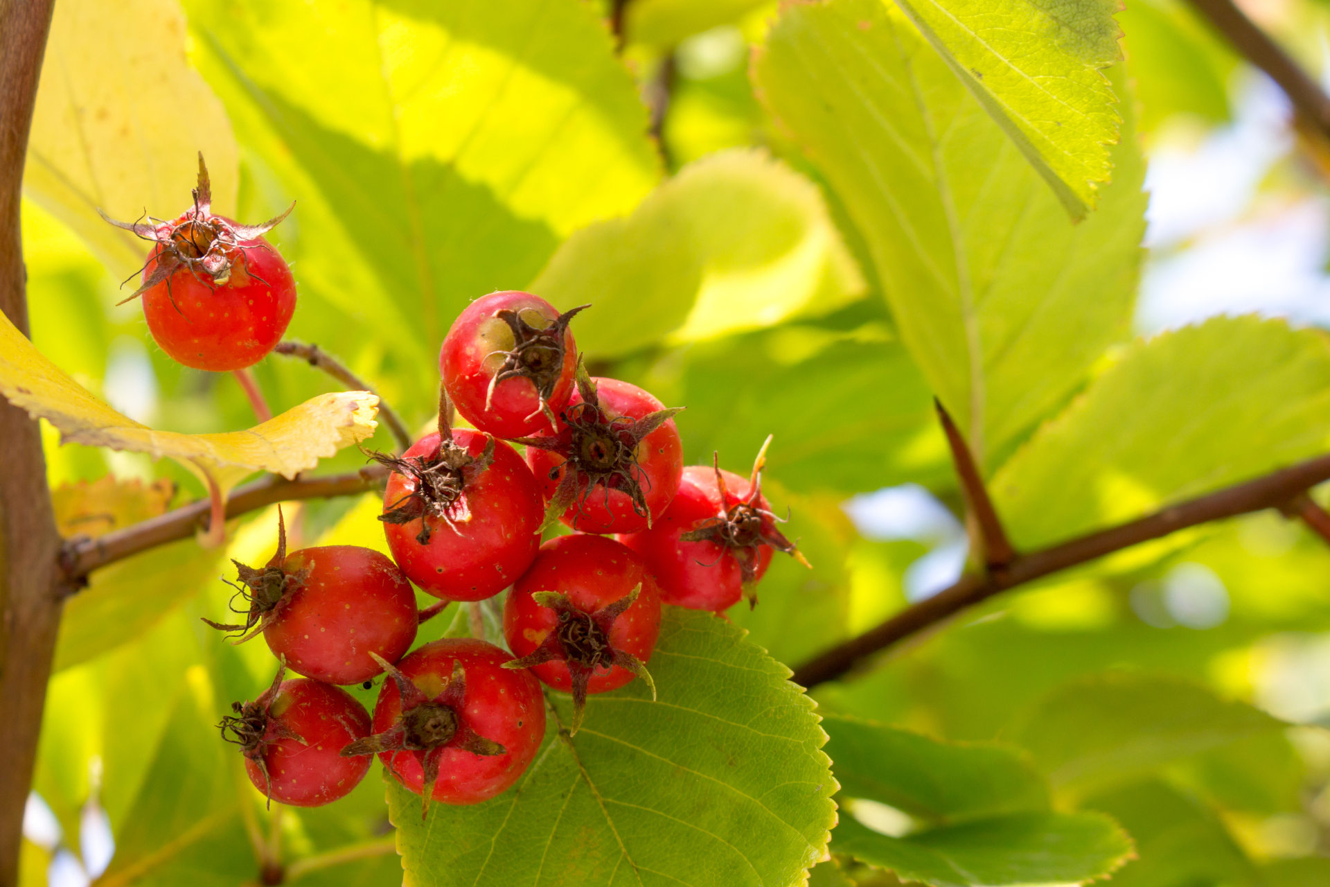 Cockspur Thorn