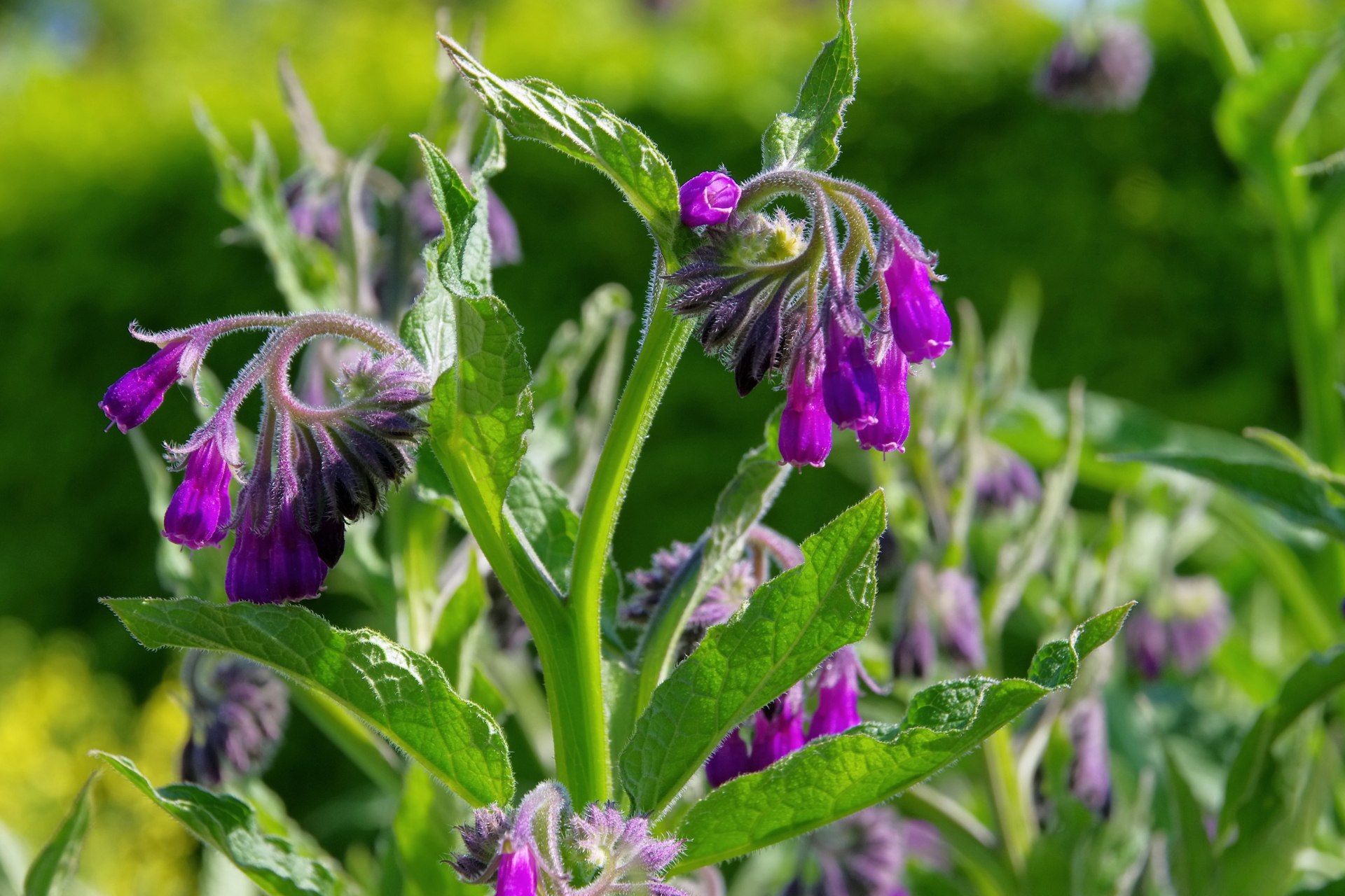 Comfrey