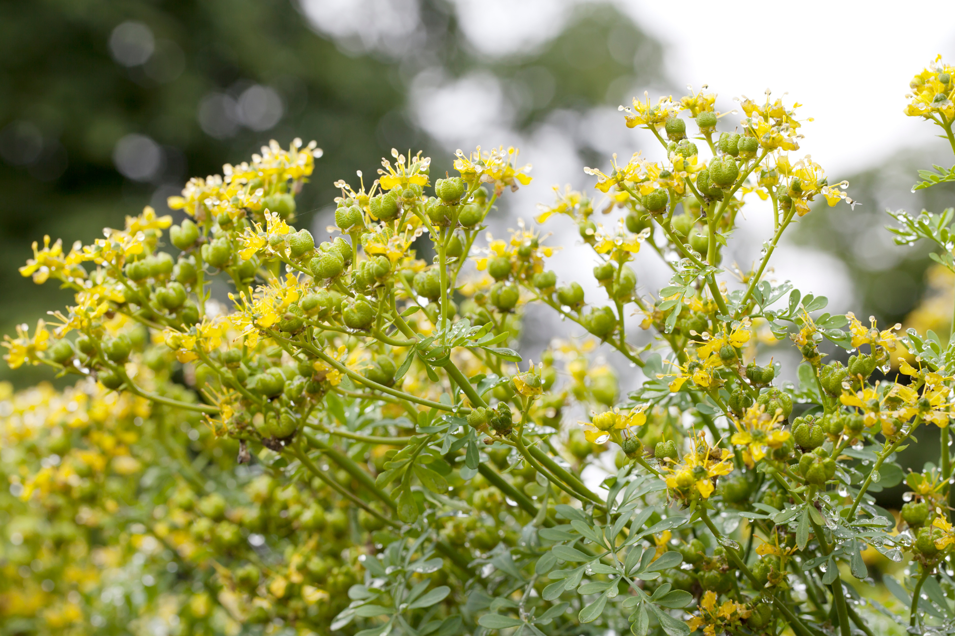 Common Rue (Ruta graveolens)