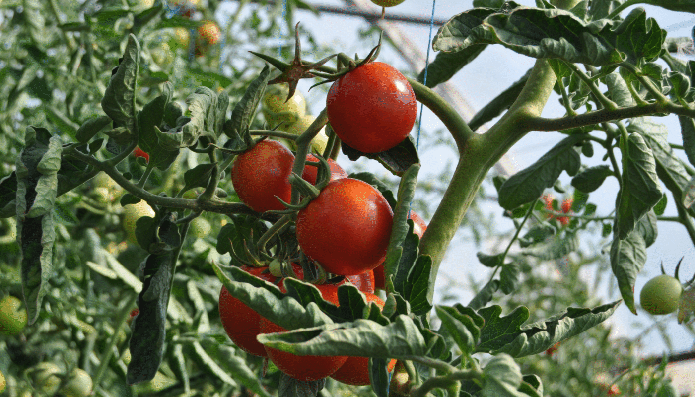 Curly tomato leaves