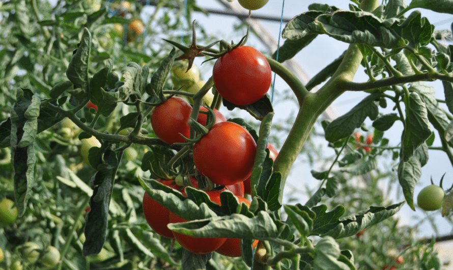 Why Are My Tomato Leaves Curling? Here’s What Experts Have to Say