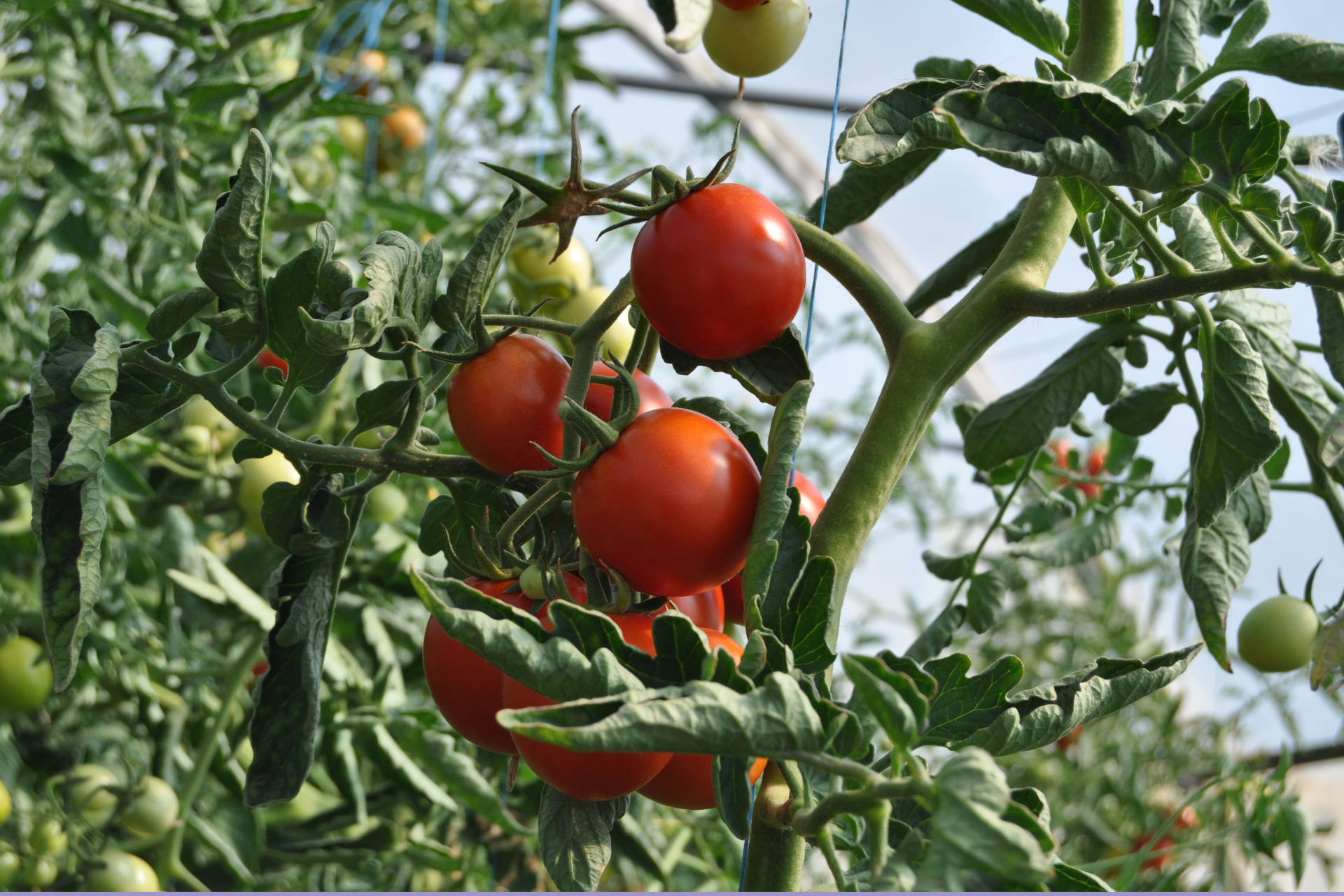 Curly tomato leaves