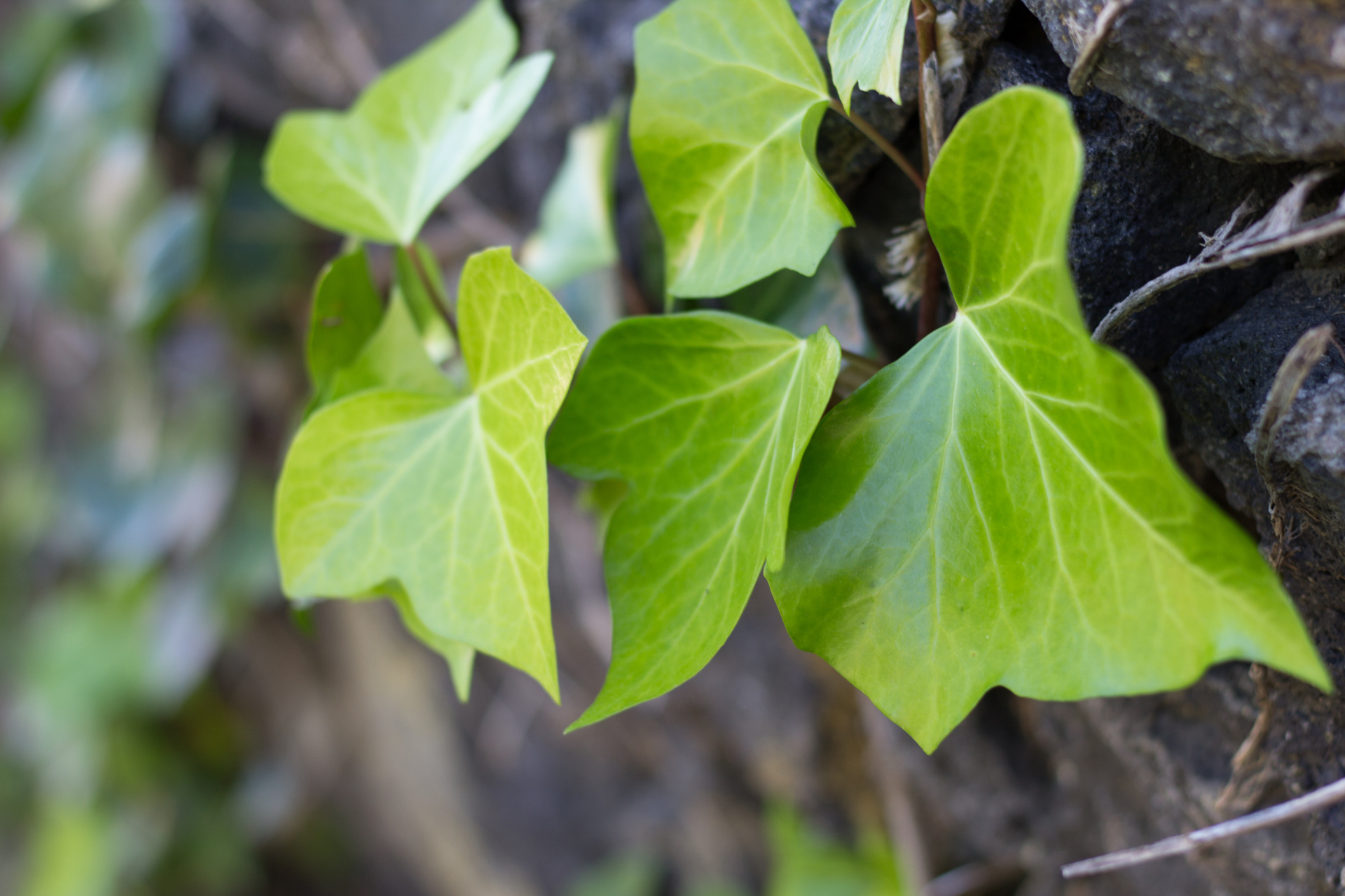 English Ivy (Hedera helix)