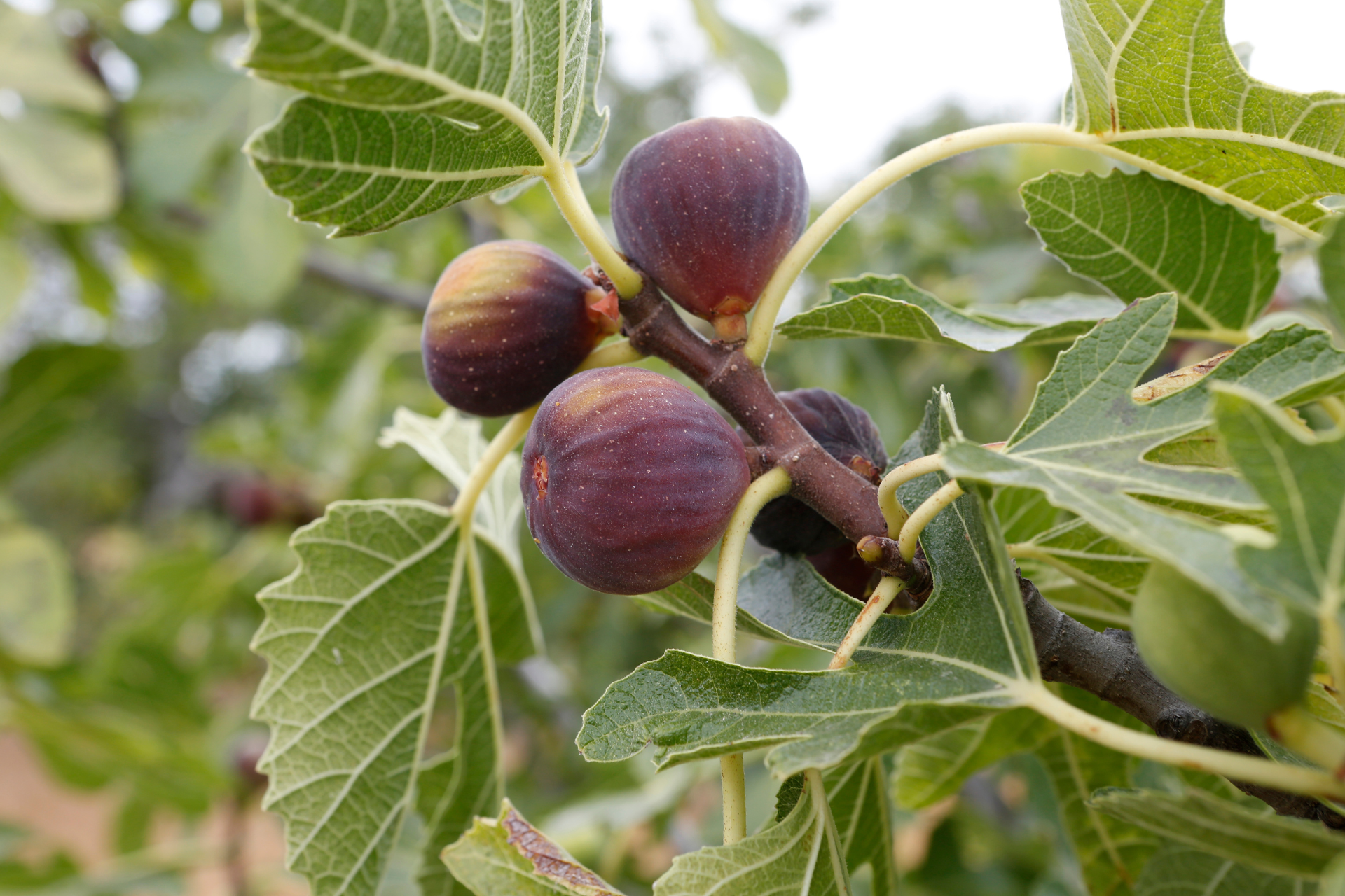 Fig Tree
