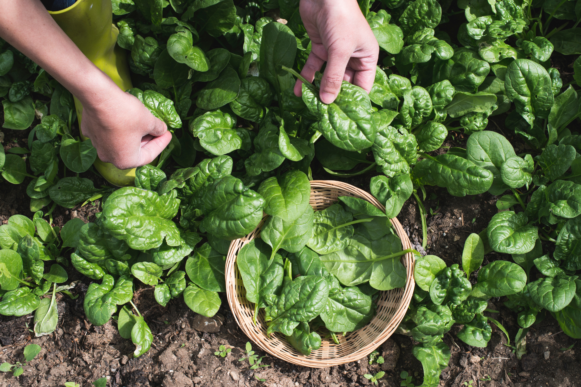 Signs Your Spinach is Ready 