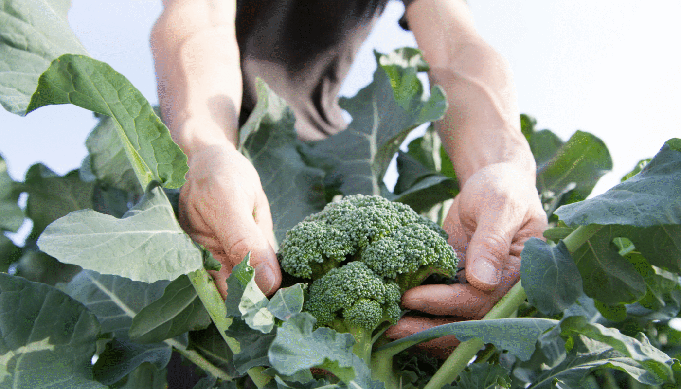 Harvest Broccoli