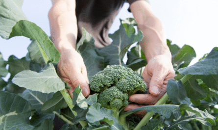 Harvest Broccoli