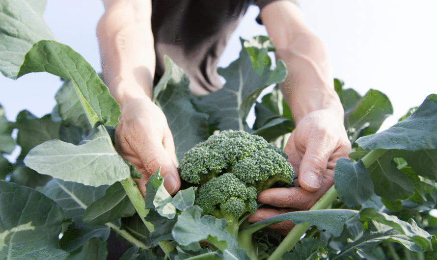 When to Harvest Broccoli for the Best Flavor, According to Farmers