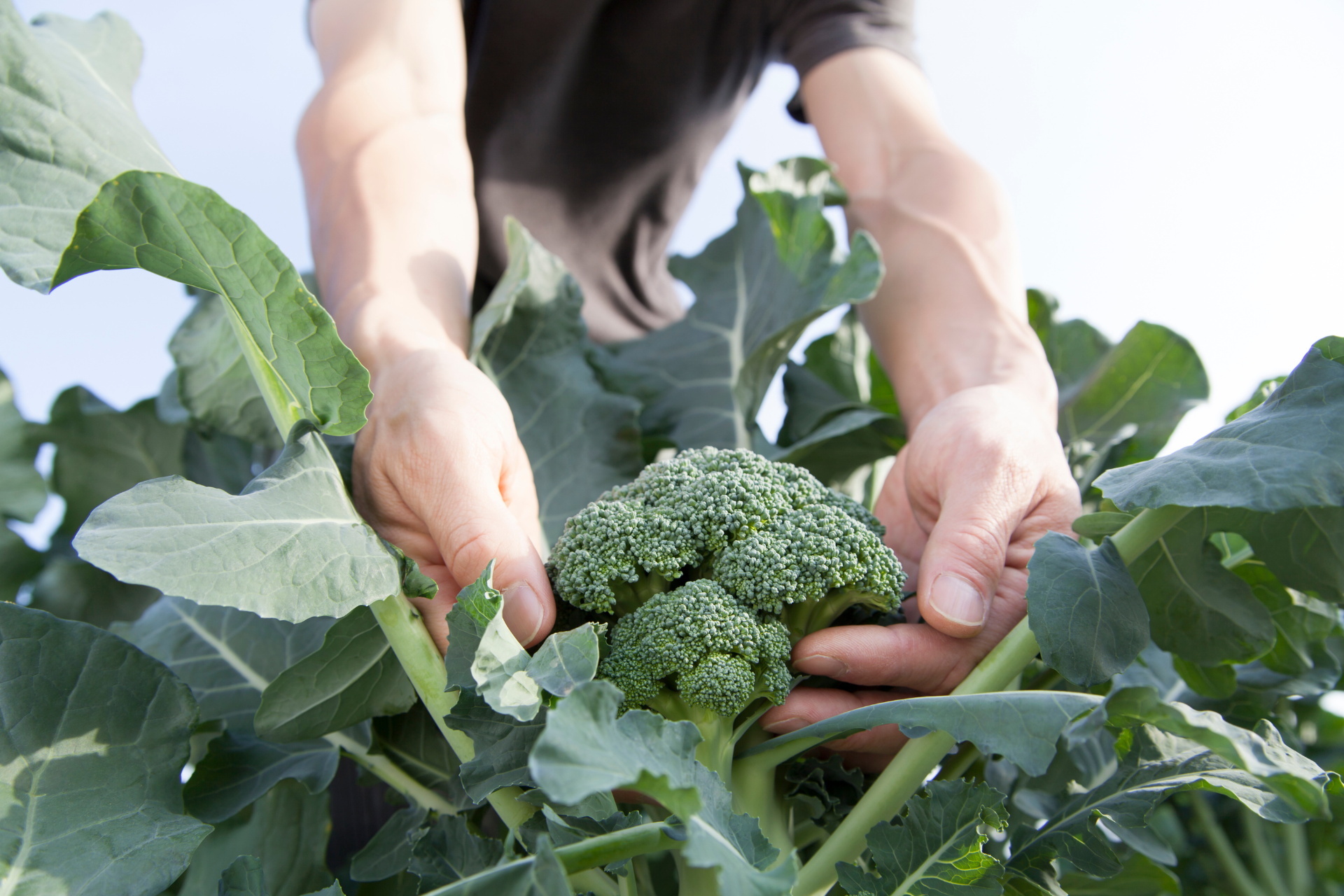 Harvest Broccoli