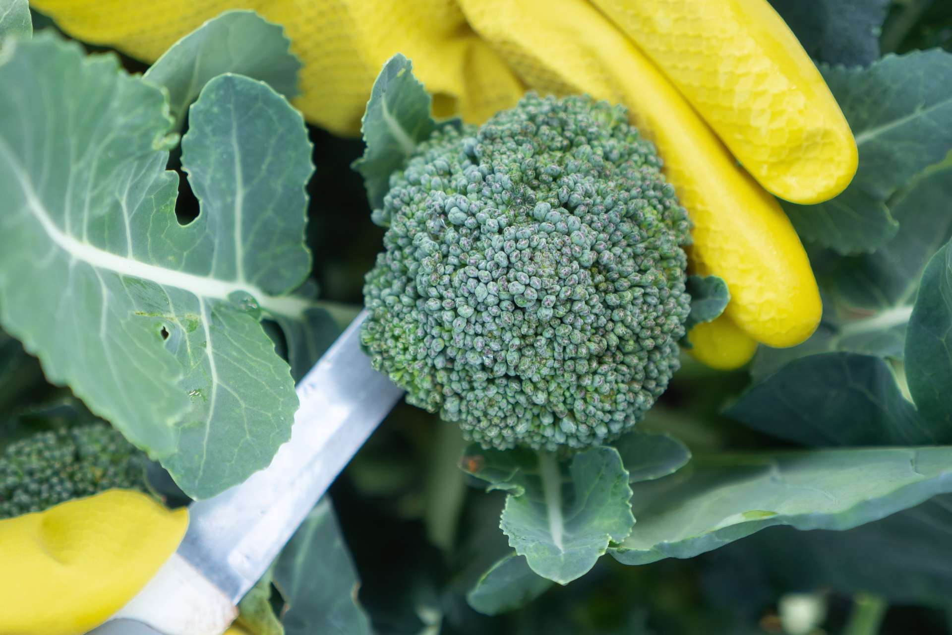 Harvesting Broccoli with a knife