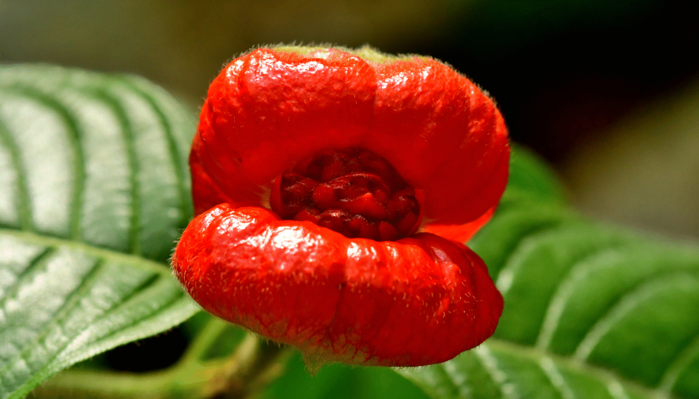 Do Not Grow These 7 Toxic Plants In Your Garden, Expert Warns