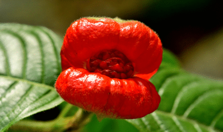 Do Not Grow These 7 Toxic Plants In Your Garden, Expert Warns