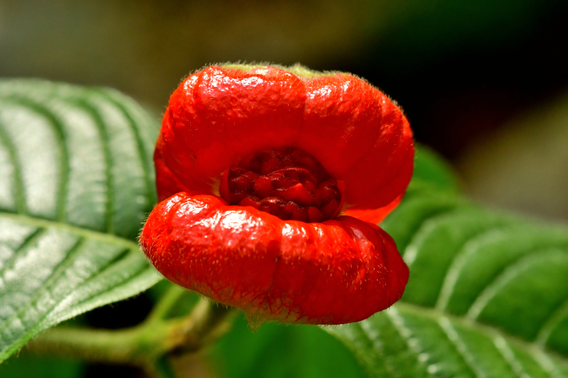 Do Not Grow These 7 Toxic Plants In Your Garden, Expert Warns
