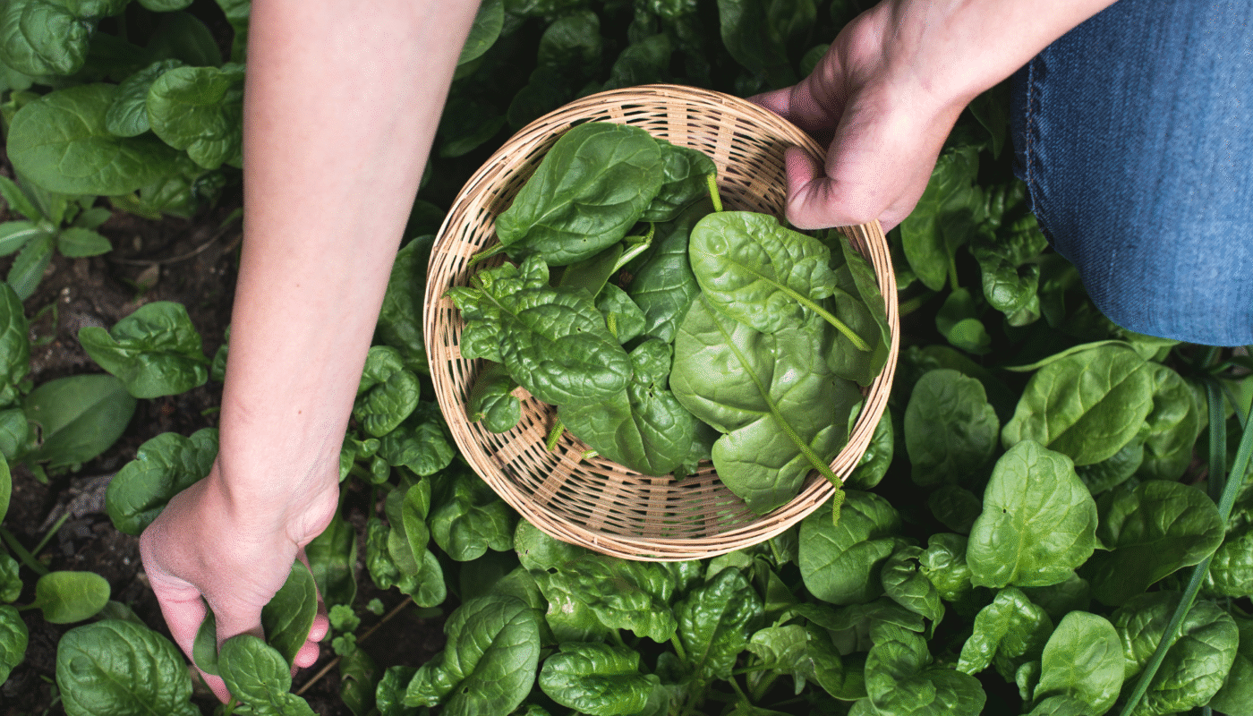 How to Harvest Spinach