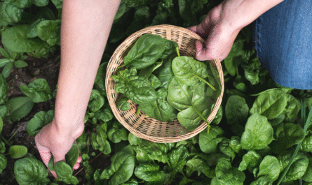 How to Harvest Spinach