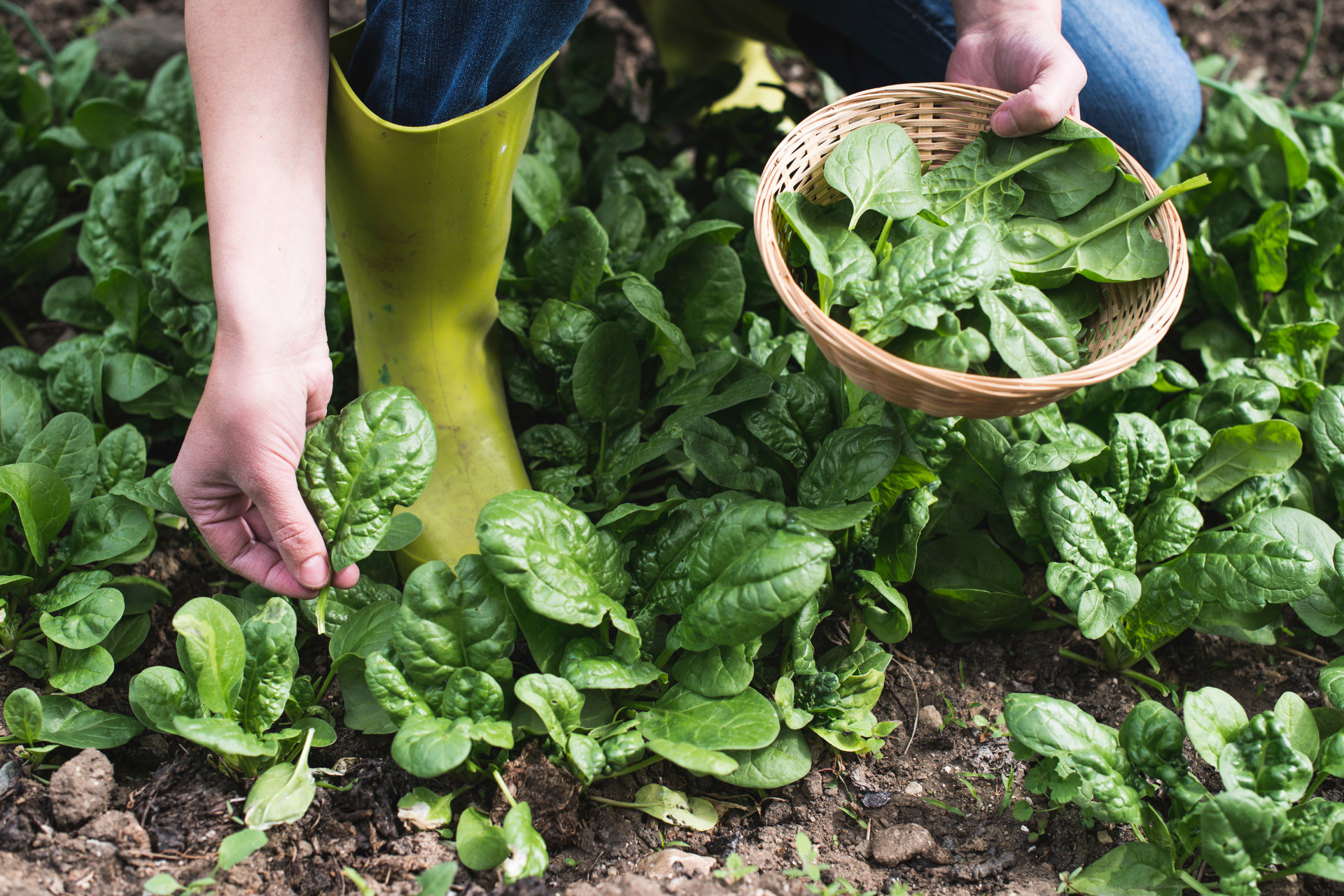 How to Harvest Spinach for Continuous Growth