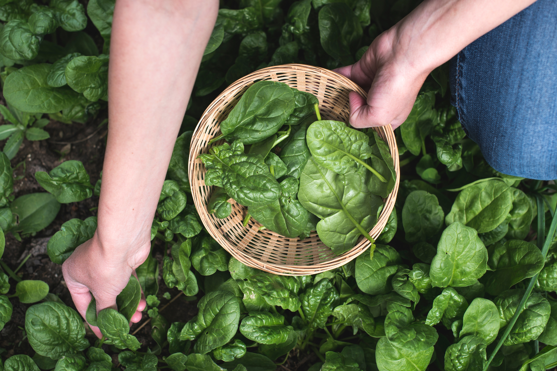 How to Harvest Spinach