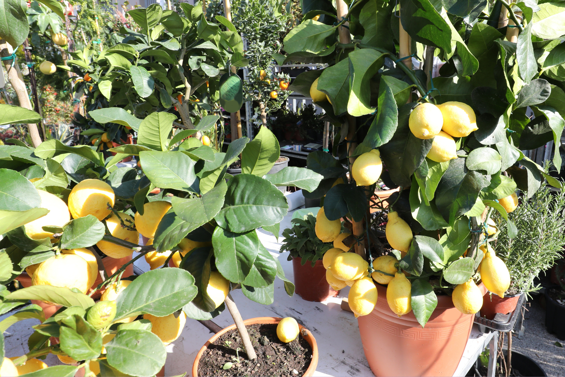 Lemon (Citrus limon) Tree
