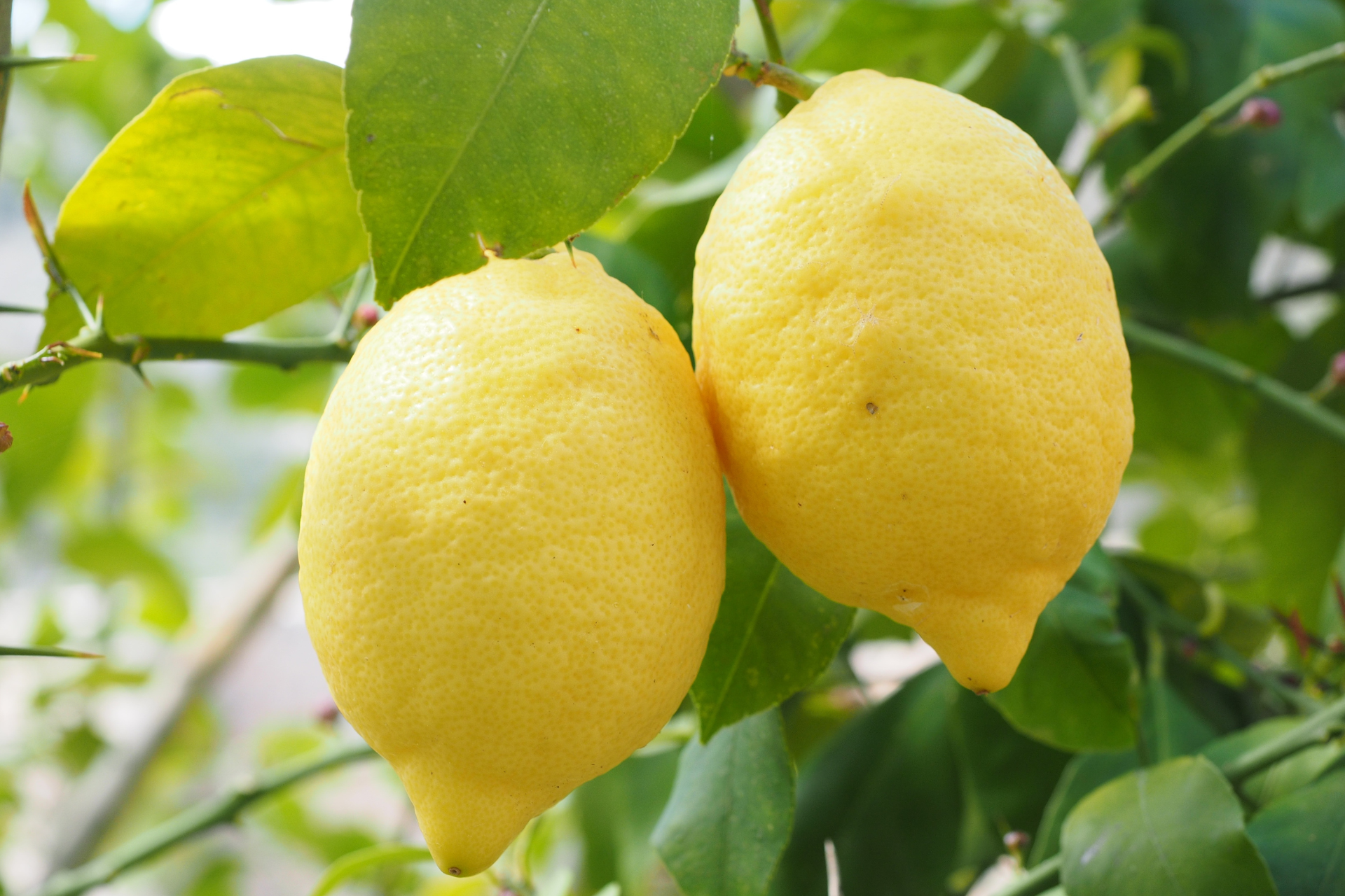 Lemon Tree